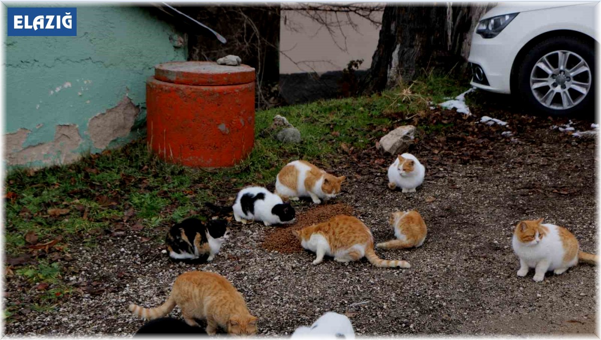 Elazığ'da sokak hayvanları unutulmadı