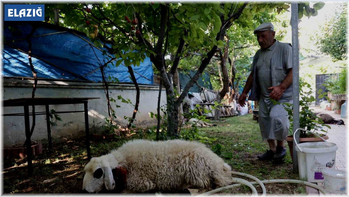 Elazığ'da sokak köpekleri dehşeti: Koyun ve tavukları telef ettiler, 3 koyunu yaraladılar
