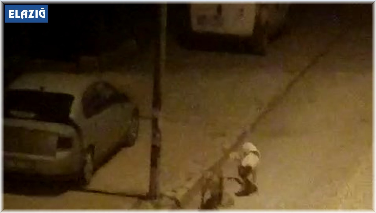 Elazığ'da sokak köpekleri kediyi parçaladı