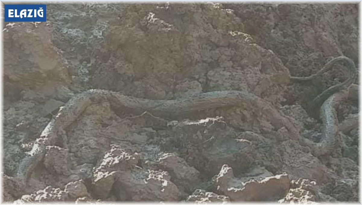 Elazığ'da su kuyusu kazısında, 3 metrelik yılan çıktı