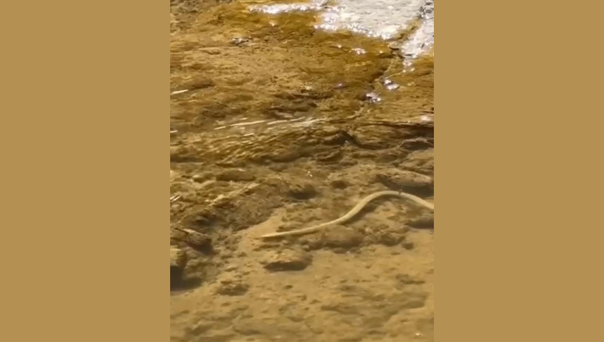 Elazığ'da su yılanı balık avlarken görüntülendi