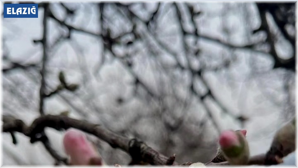 Elazığ'da şubat ayında badem ağaçları çiçek açtı
