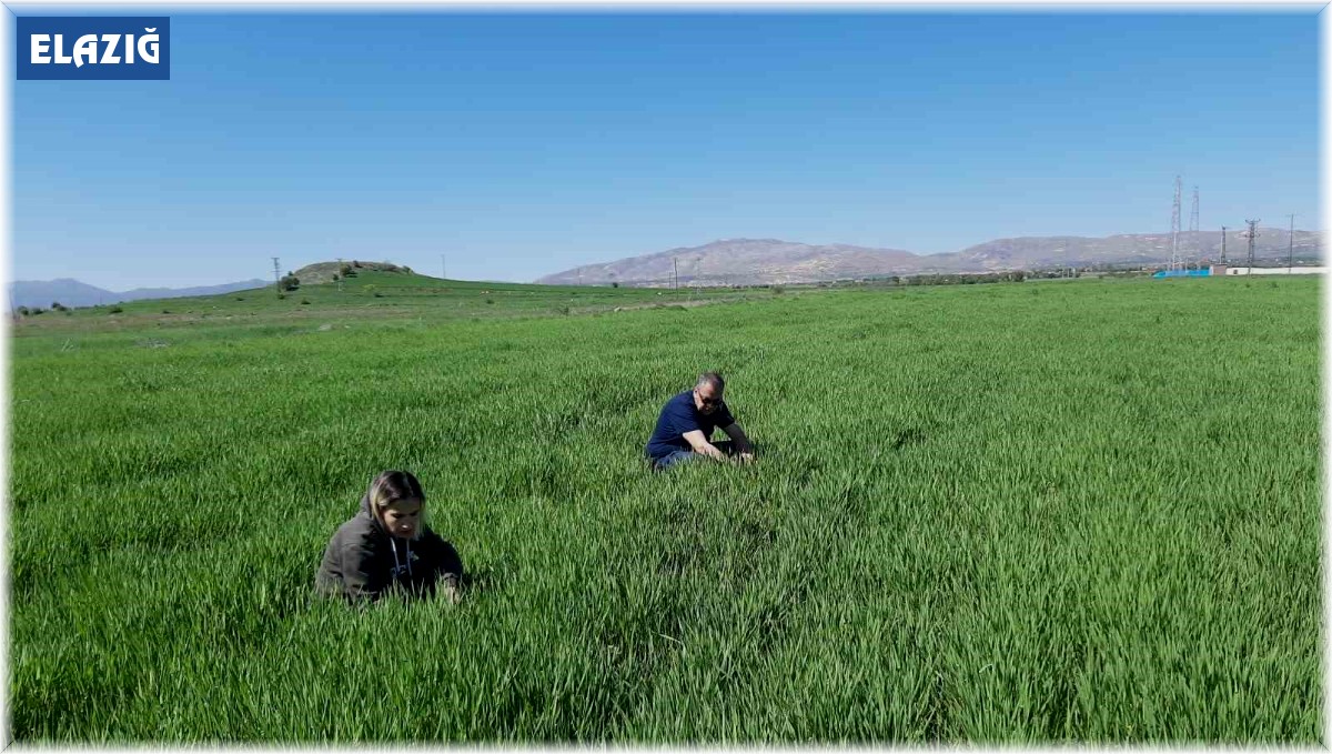 Elazığ'da süne ile mücadele çalışmaları başladı