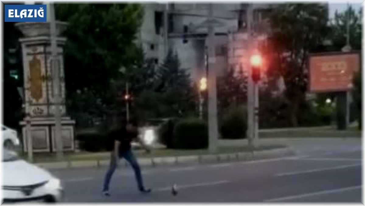 Elazığ'da tavuk yola çıktı, sürücüler neye uğradığını şaşırdı