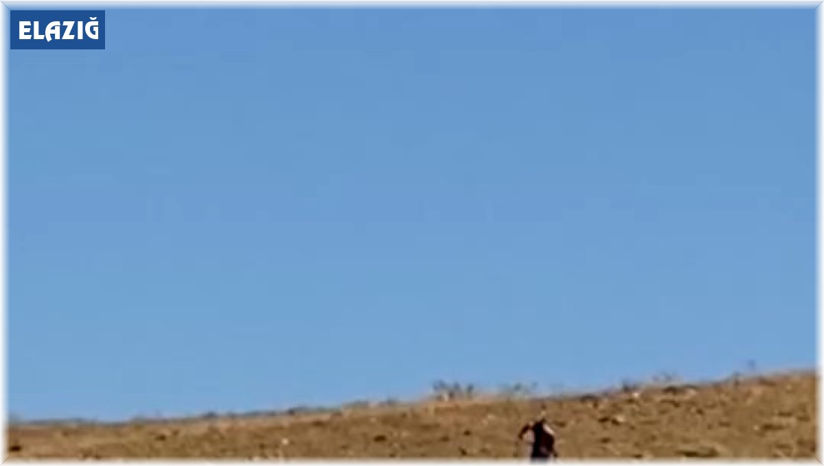 Elazığ'da toplanan sokak köpekleri Hayvan Bakımevi ve Rehabilitasyon Merkezi'nde kontrol altına alınıyor