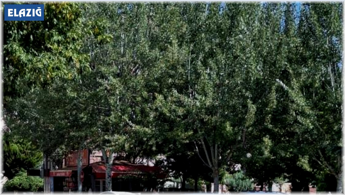 Elazığ'da trafik kazası