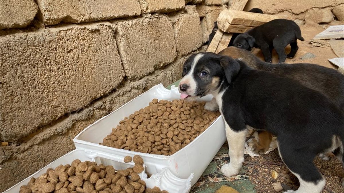 Elazığ'da üniversite öğrencileri "Fethi Sekin için sev" sloganıyla etkinlik gerçekleştirdi
