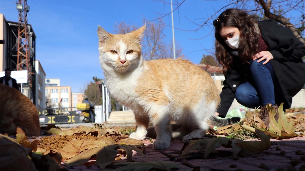 Elazığ'da üniversite öğrencileri sokak hayvanları için çalışma yürütüyor