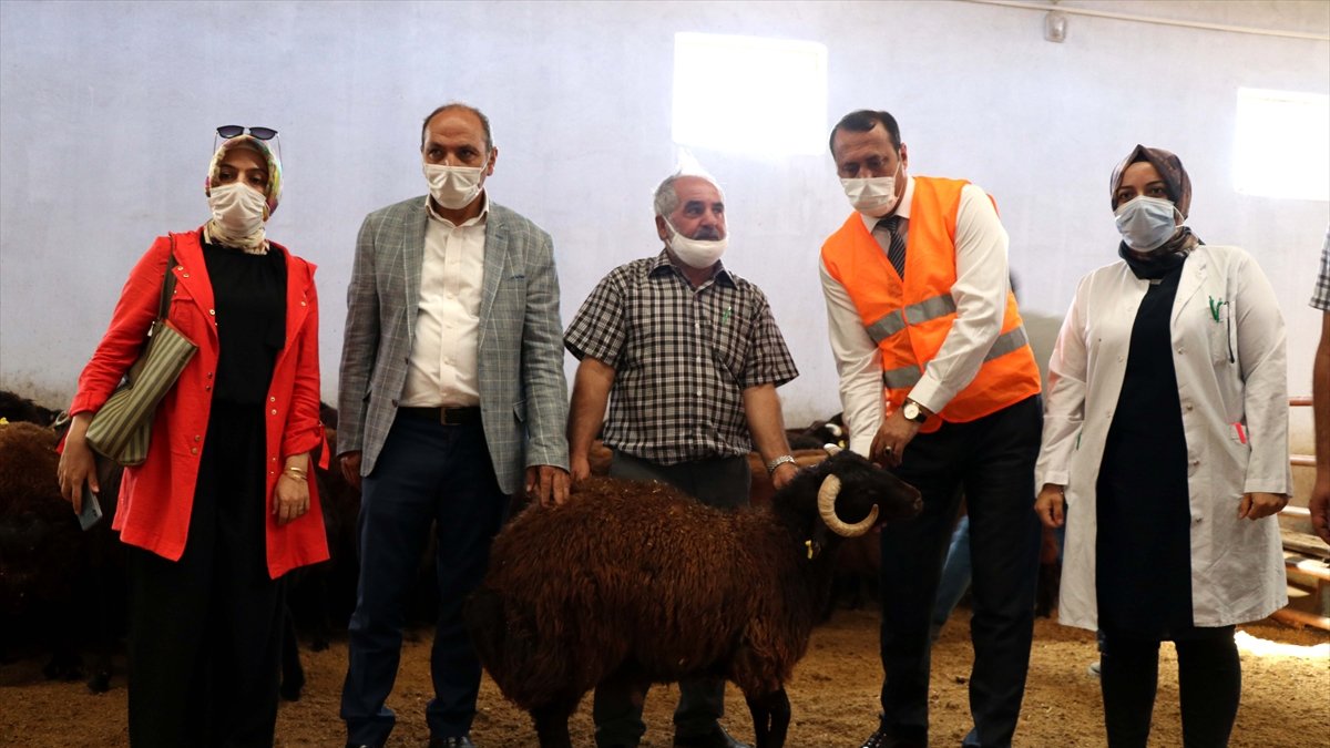 Elazığ'da üreticilere devlet desteğiyle 500 koç dağıtıldı