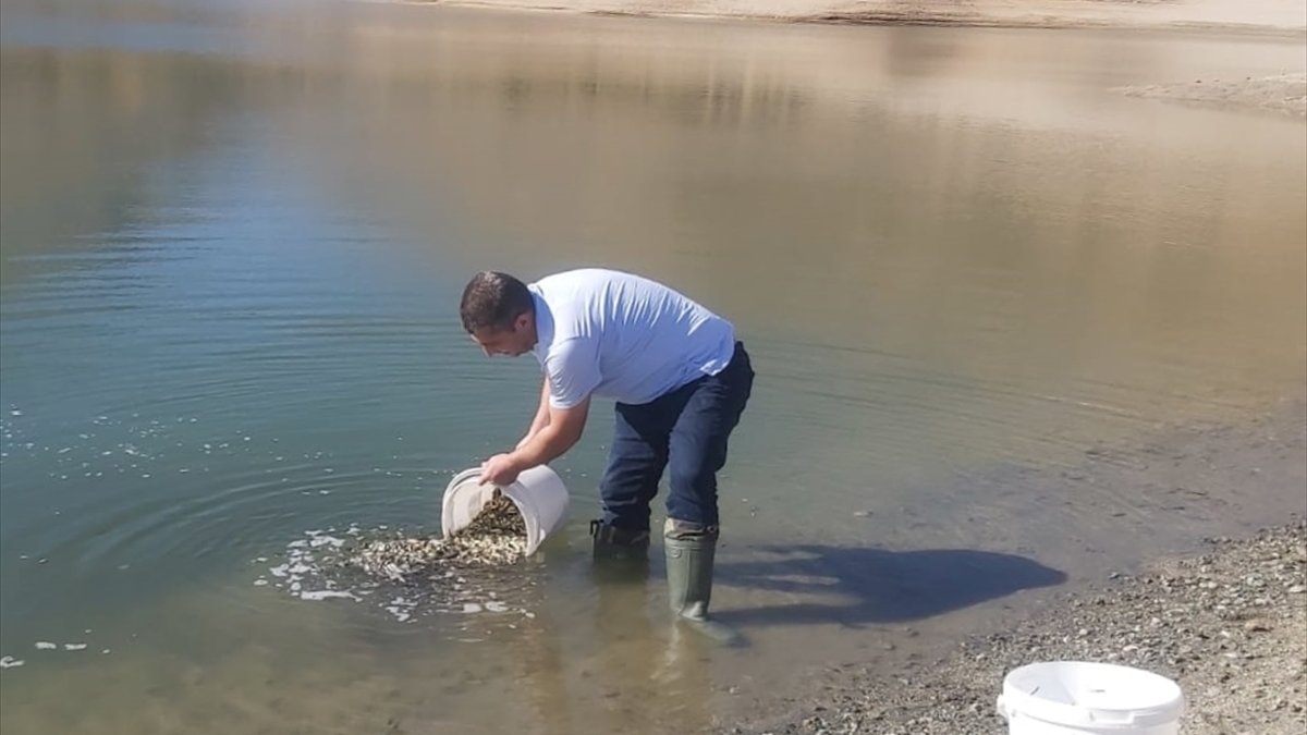 Elazığ'da üretilen 5 milyon yavru balık 21 baraj gölüne bırakılacak