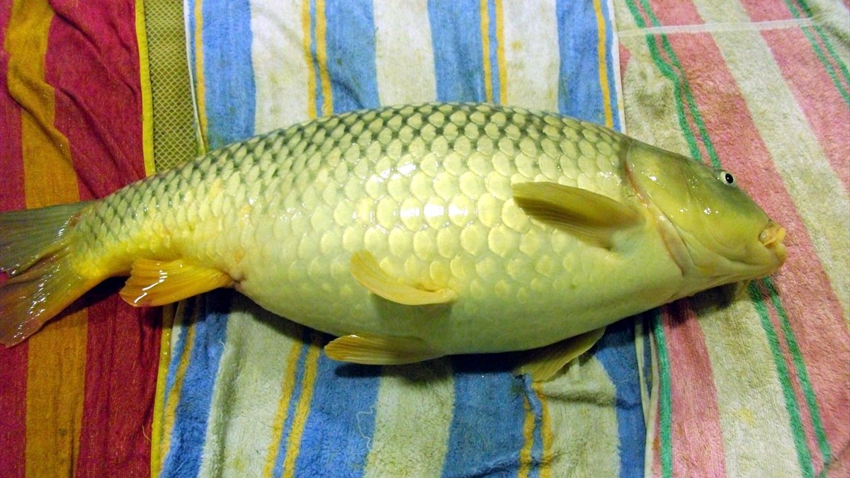 Elazığ'da üretilen 5 milyon yavru sazan iç sularla buluştu