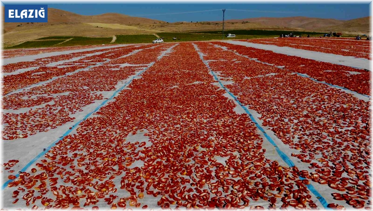 Elazığ'da üretilip kurutulan domatesler, dünya sofralarını süslüyor