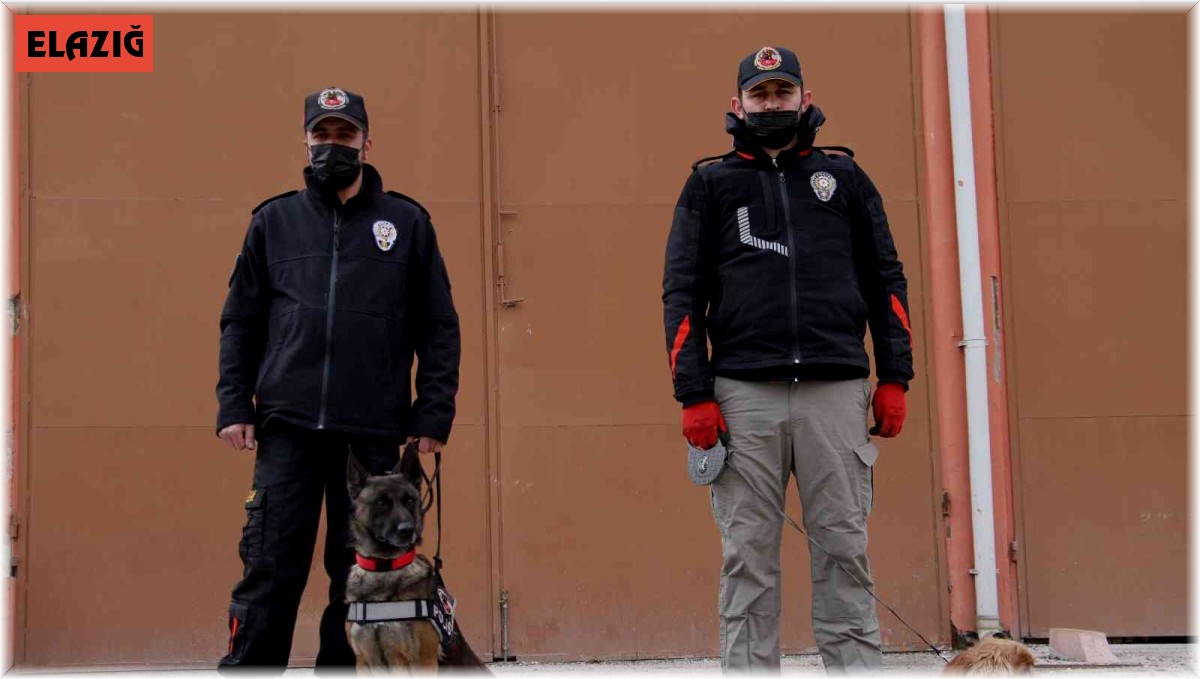 Elazığ'da uyuşturucu tacirlerinin korkulu rüyaları: Alex ve Nina