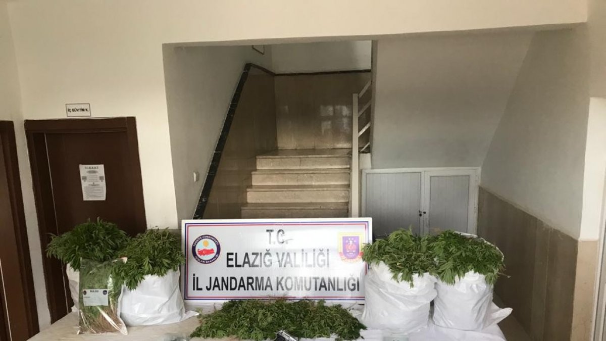 Elazığ'da uyuşturucu tarlasına operasyon, 6 bin kök kenevir ele geçirildi