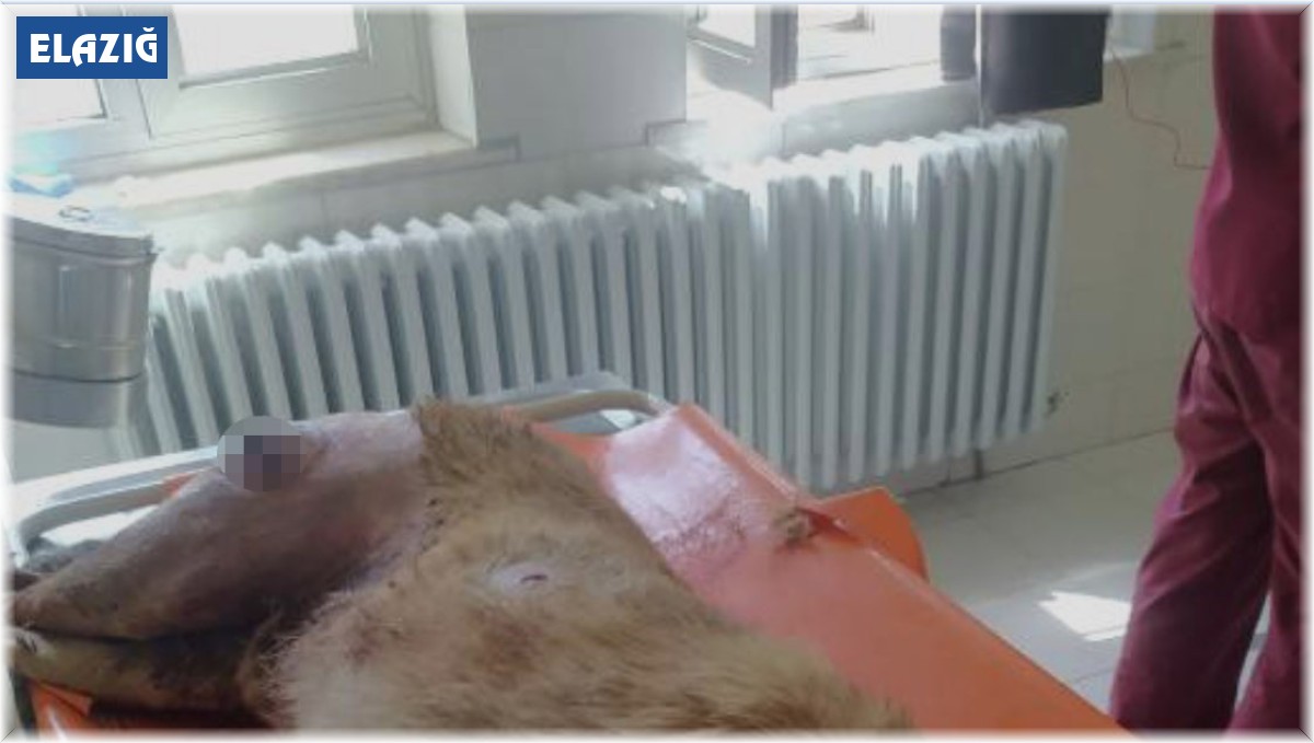 Elazığ'da vahşet, köpeği 7 yerinden bıçaklayıp öldürdüler