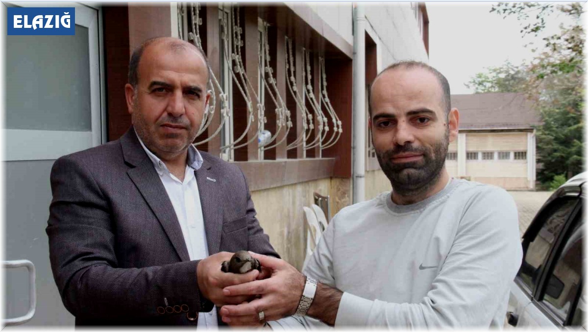 Elazığ'da vatandaşın bulduğu ebabil kuşu, koruma altına alındı
