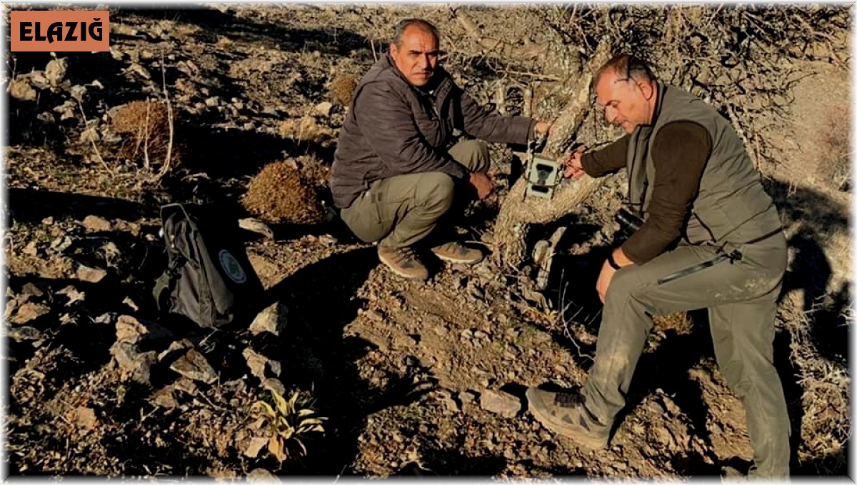 Elazığ'da yaban hayatı ve kaçak avcılar, fotokapanlarla tespit ediliyor