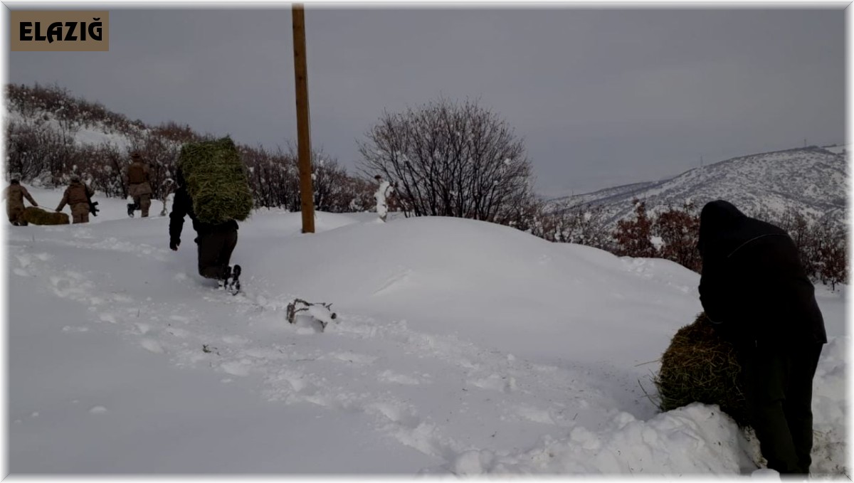 Elazığ'da yaban hayatına bir ayda 7 ton yem bırakıldı