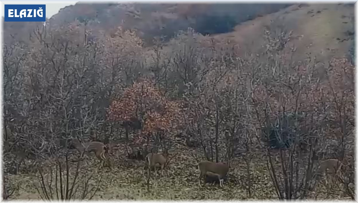 Elazığ'da yaban keçileri görüldü