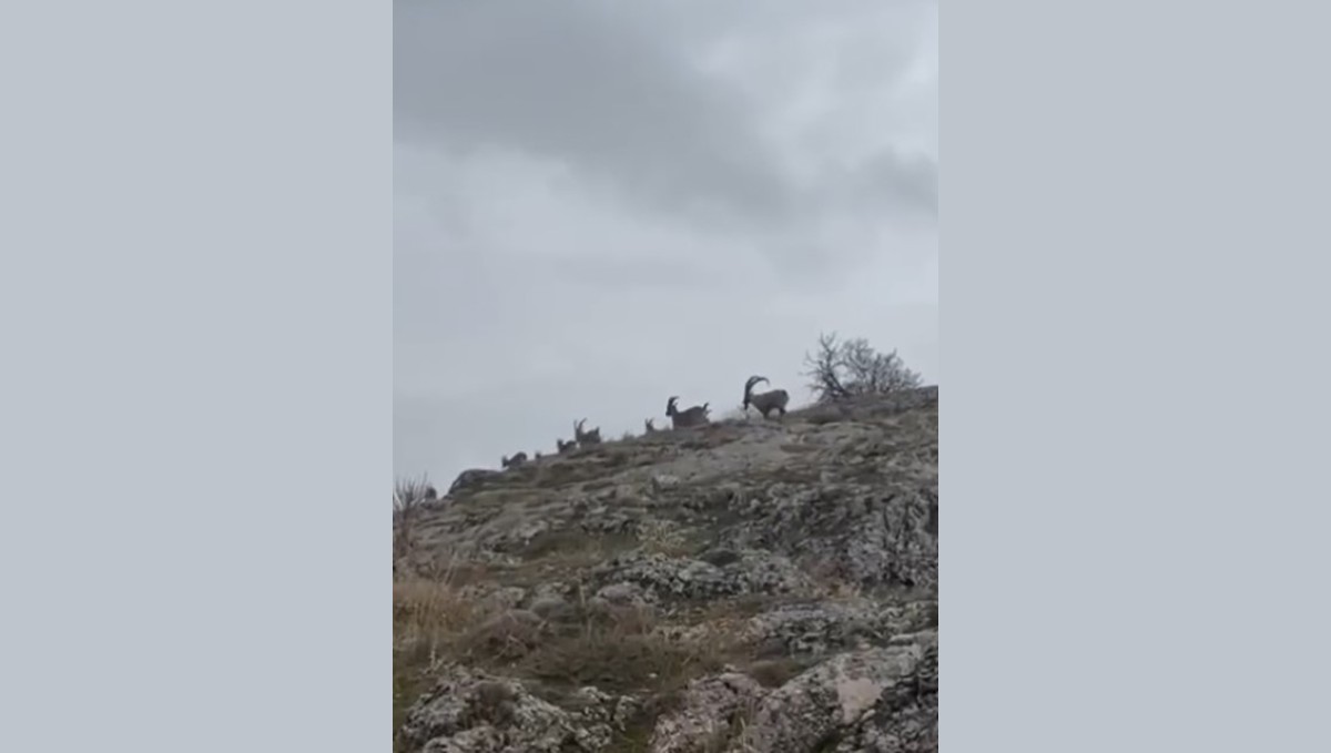 Elazığ'da yaban keçileri sürü halinde görüntülendi