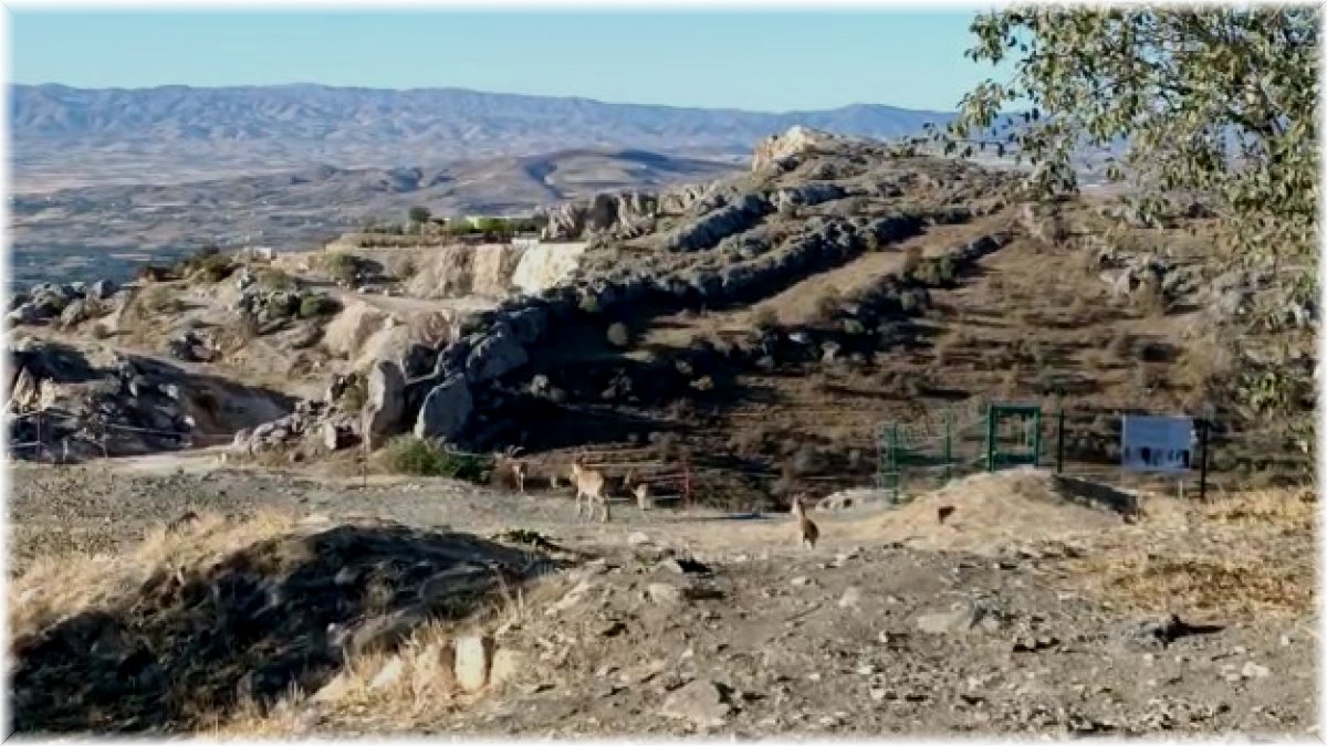 Elazığ'da yaban keçileri tarihi Harput Kalesine indi