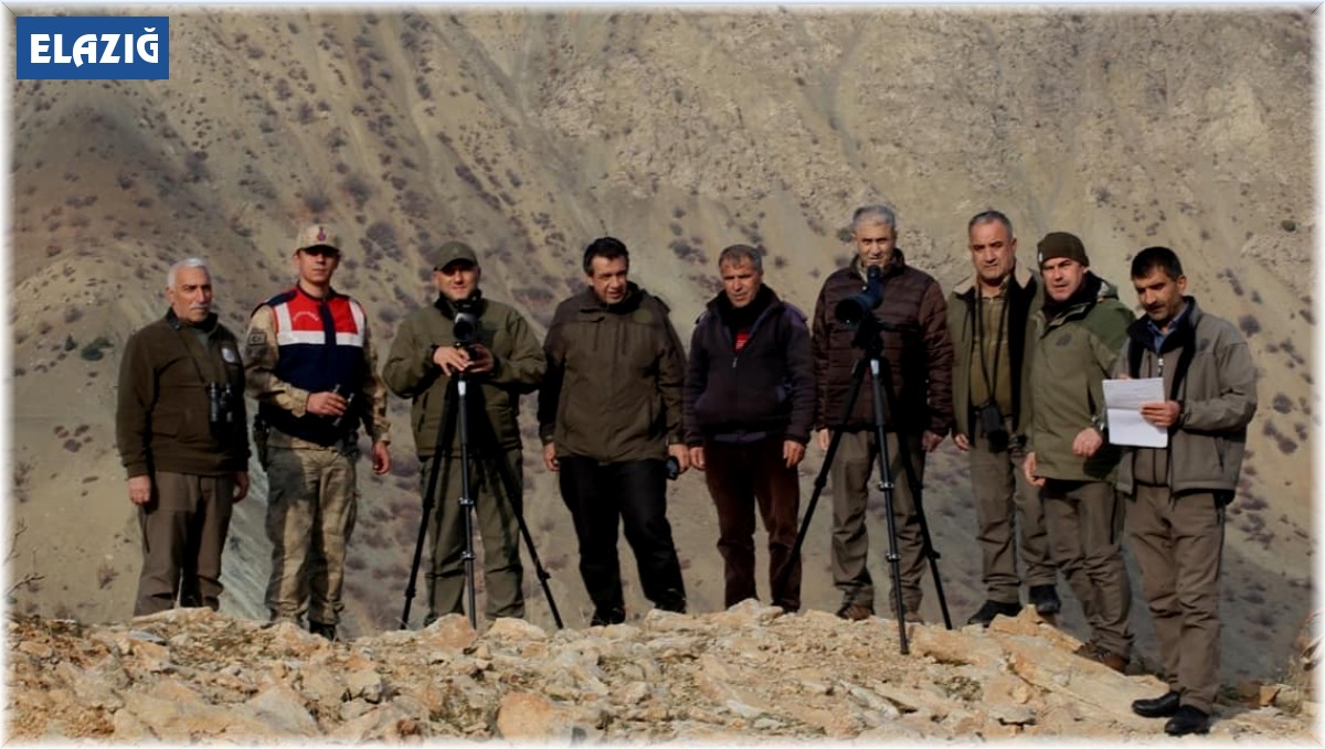 Elazığ'da yaban keçisi envanter çalışması yapıldı