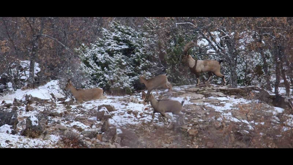 Elazığ'da yaban keçisi envanter çalışması yapıldı