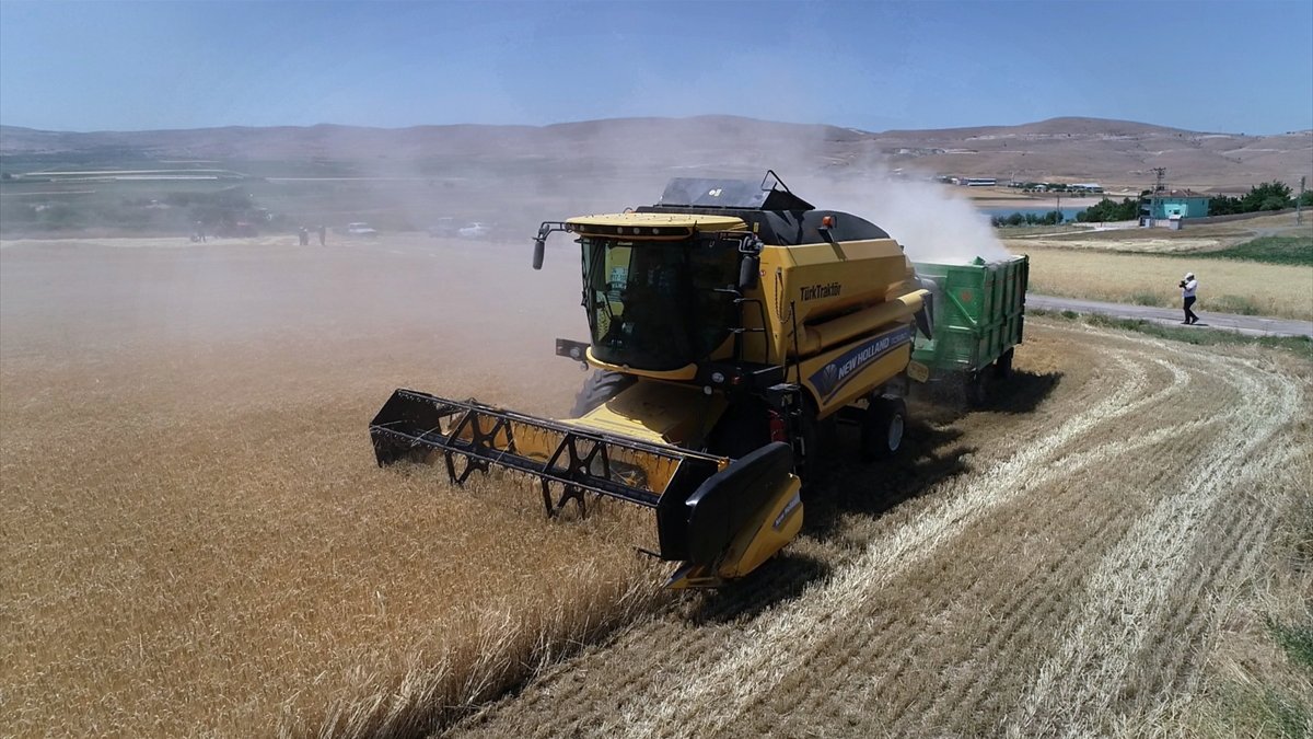 Elazığ'da yağışlar arpa ve buğdayda üretimi artırdı
