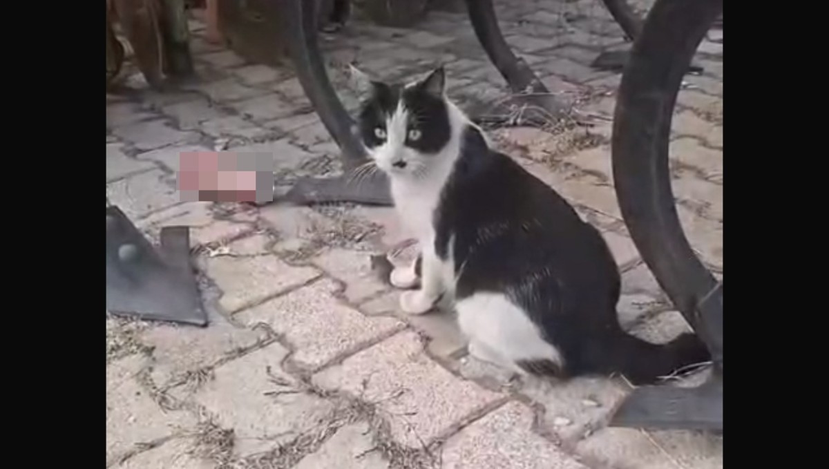 Elazığ'da yakaladığı fareyle oynayan kedi kamerada