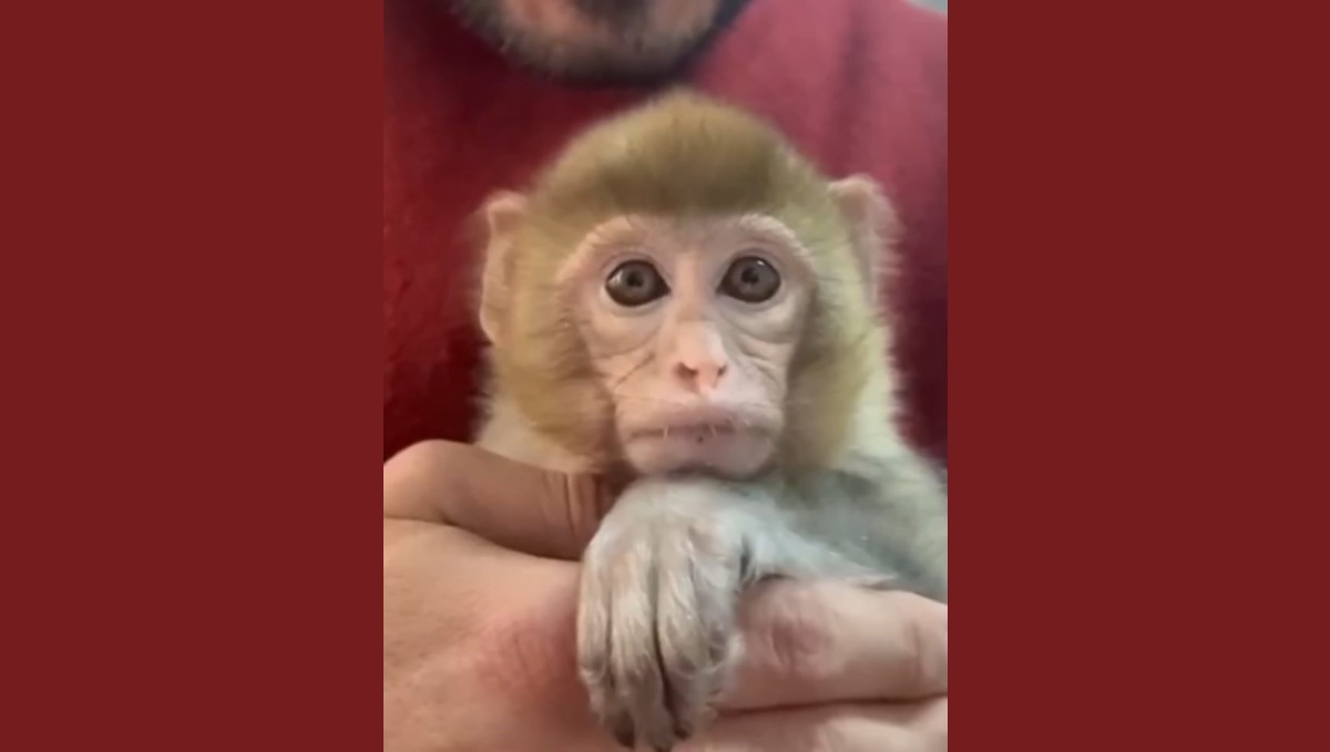 Elazığ'da yakalanan maymun koruma altına alındı