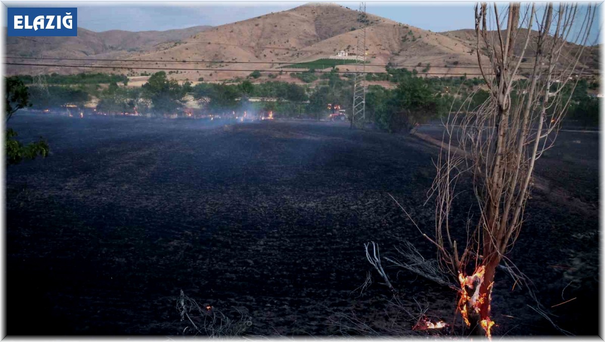 Elazığ'da yangın: 20 dönüm ekili alan kül oldu