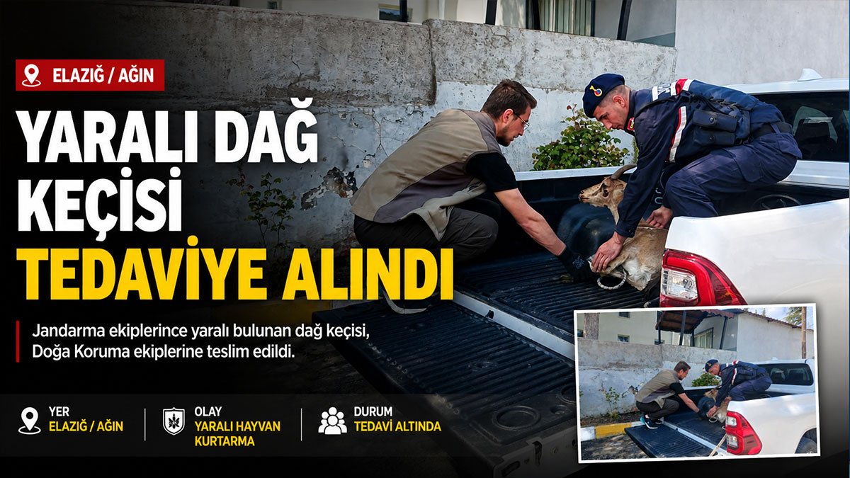 Elazığ'da Yaralı Bulunan Dağ Keçisi Tedavi Altına Alındı