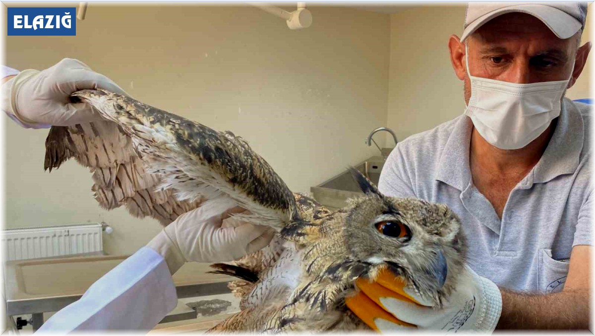 Elazığ'da yaralı bulunan kulaklı orman baykuşu tedavi altına alındı