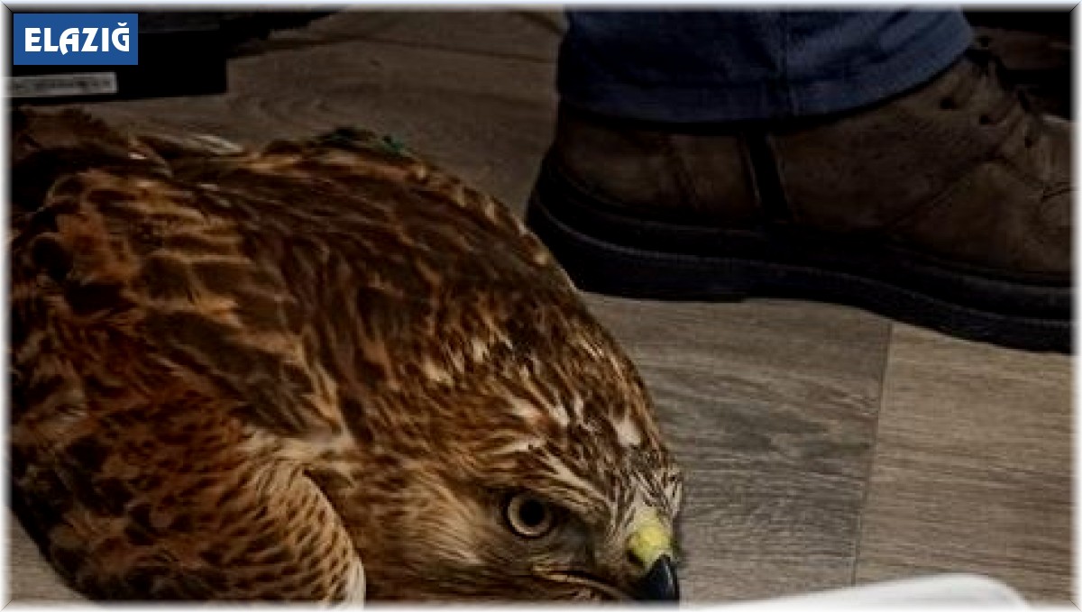 Elazığ'da yaralı kızıl şahin koruma altına alındı