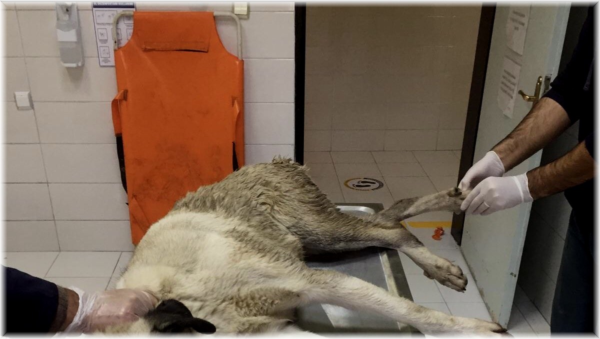Elazığ'da yaralı köpeğe FÜ sahip çıktı