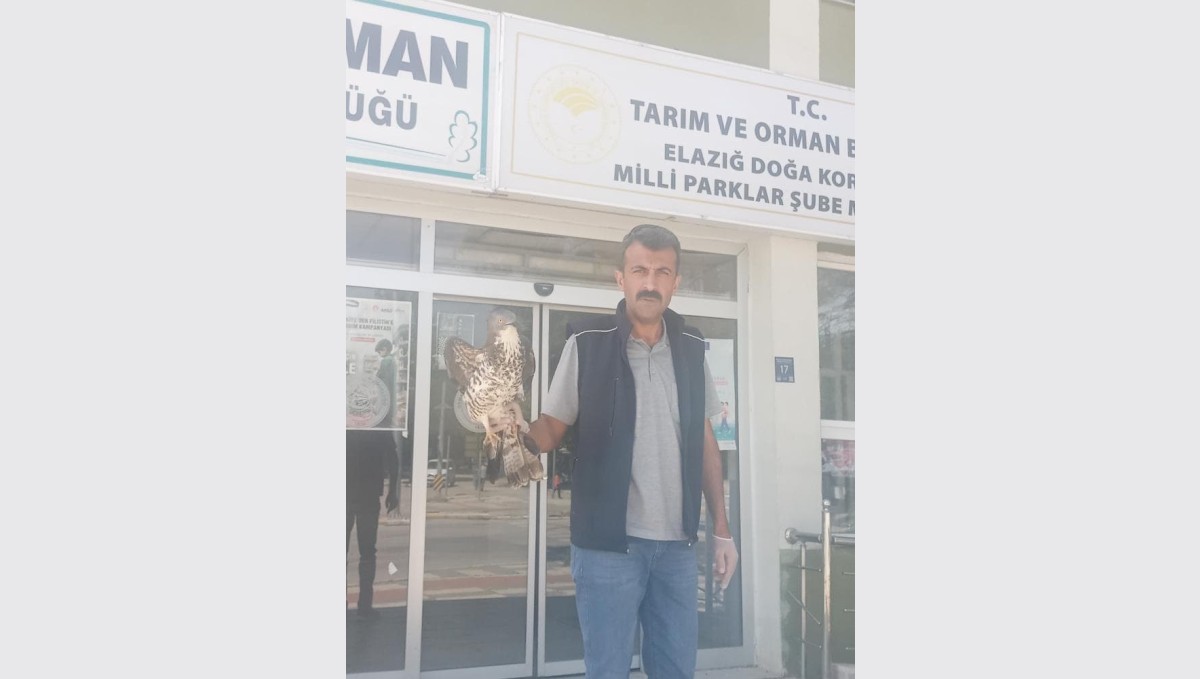 Elazığ'da yaralı şahin tedavi altına alındı