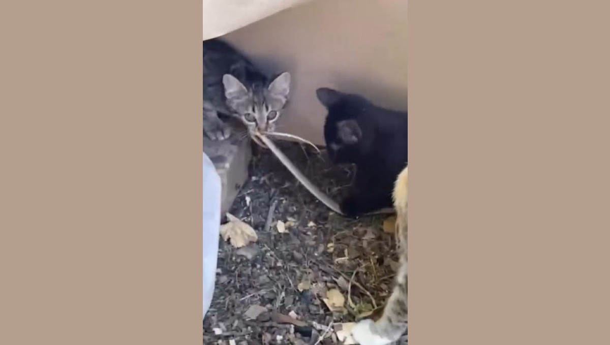 Elazığ'da yavru kedilerin yılanla oynaması kamerada