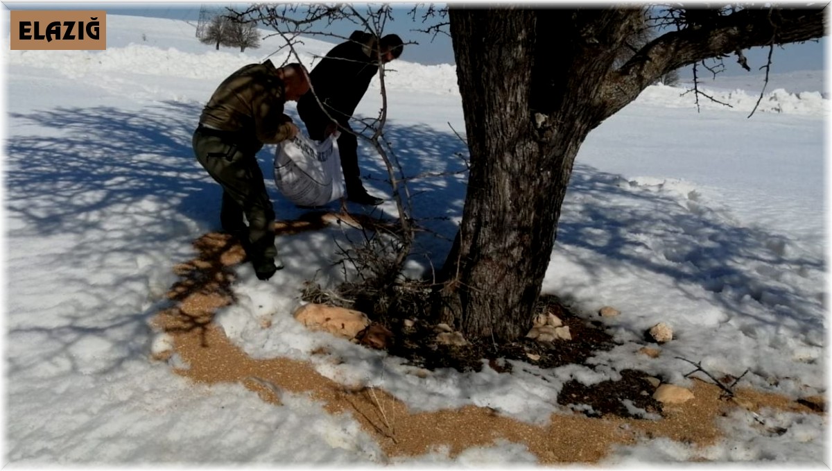 Elazığ'da yemleme çalışmaları sürüyor