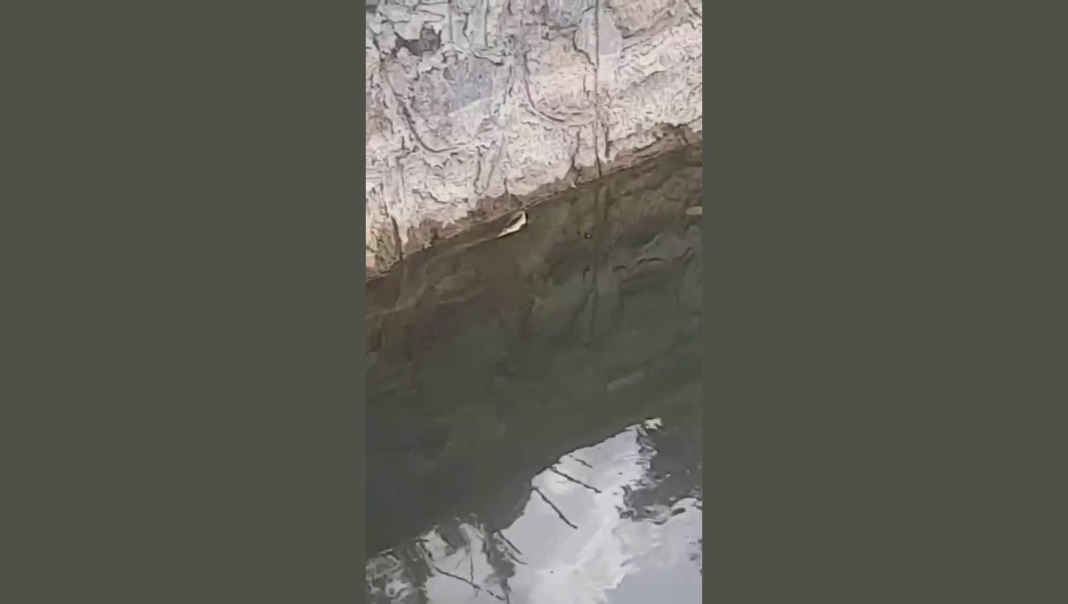 Elazığ'da yılanın balık avı kamerada