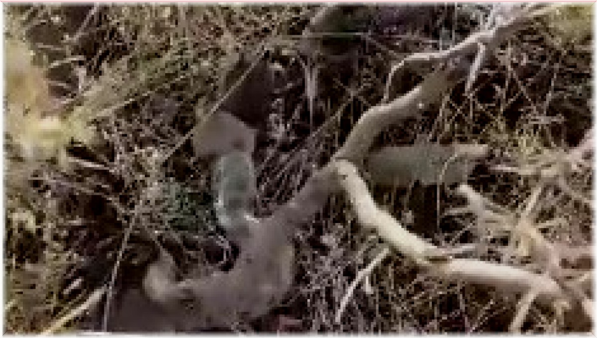 Elazığ'da yılanın fareyi yutma anı kameralarda