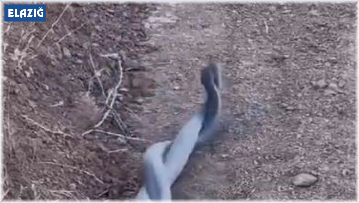 Elazığ'da yılanların çiftleşme dansı kameraya yansıdı