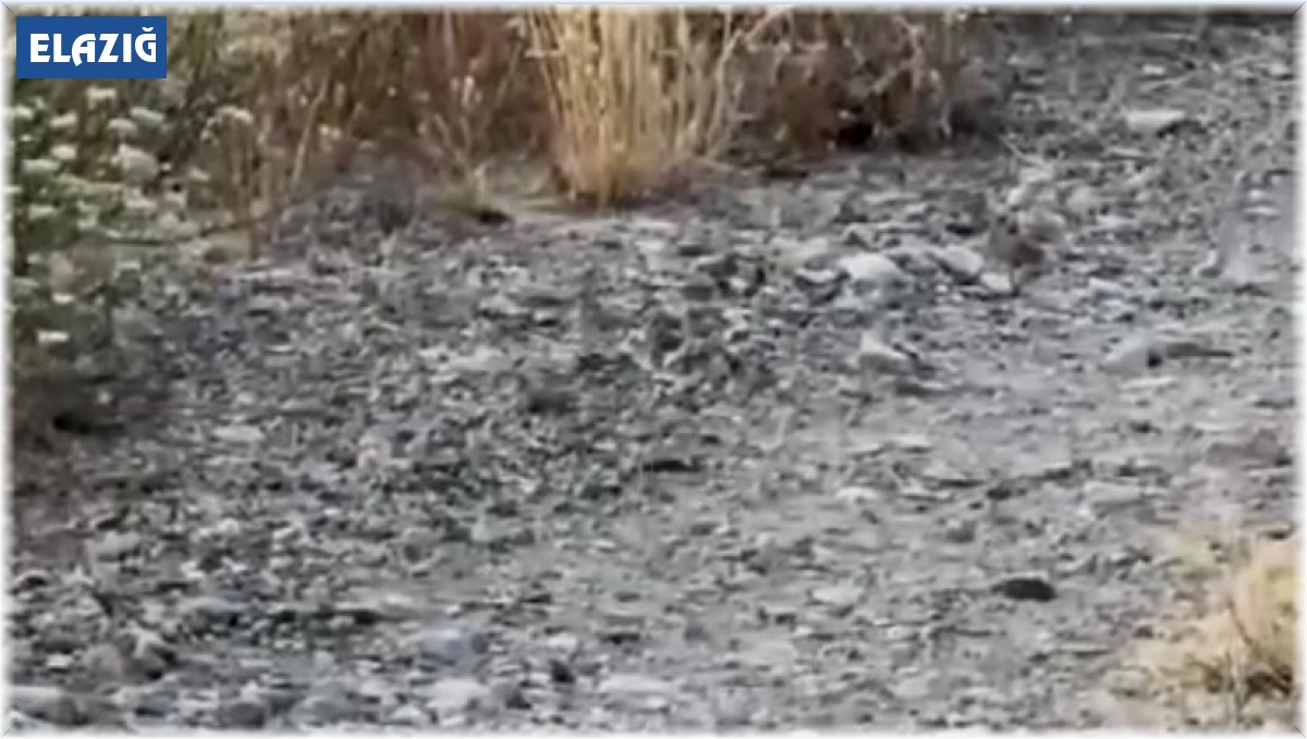 Elazığ'da yılanların çiftleşme dansı kameraya yansıdı