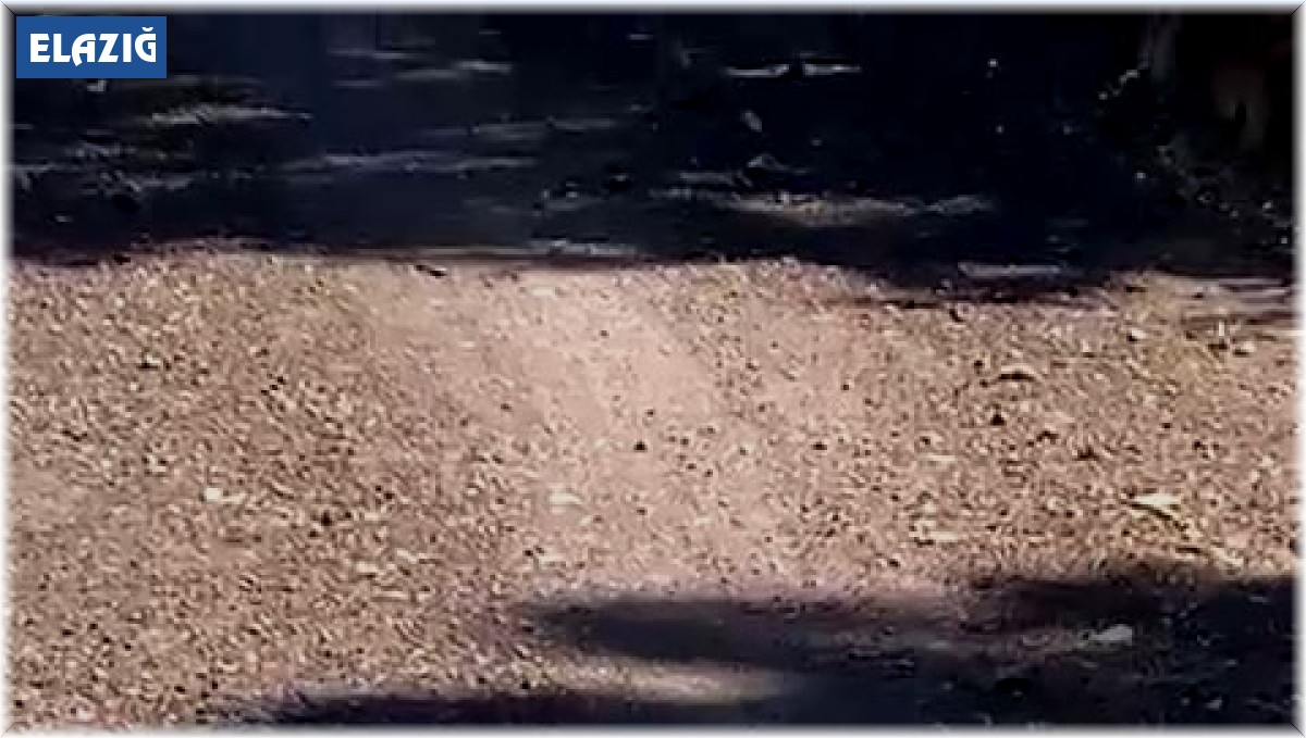 Elazığ'da yılanların dansı cep telefonu kamerasına yansıdı