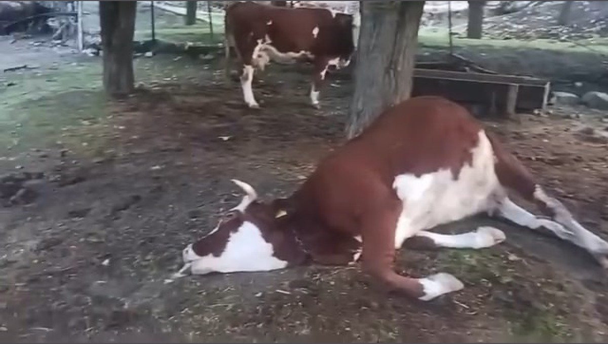 Elazığ'da yıldırım düşmesi sonucu 2 inek telef oldu