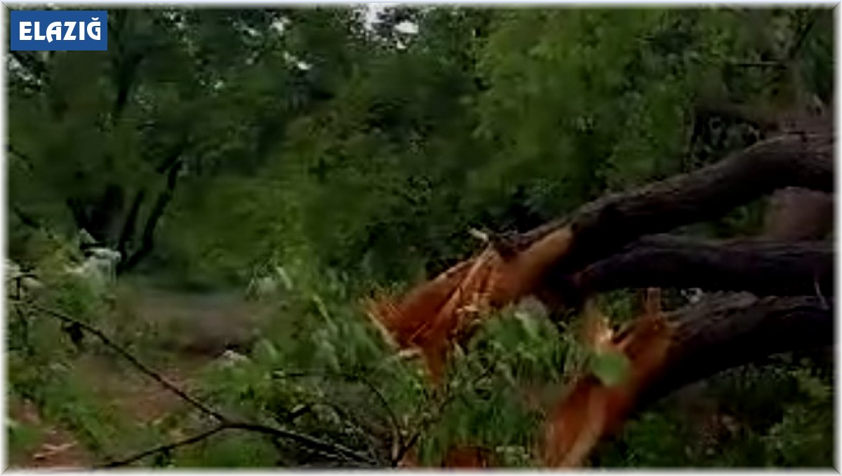 Elazığ'da yıldırımın düştüğü ağaç ikiye ayrıldı