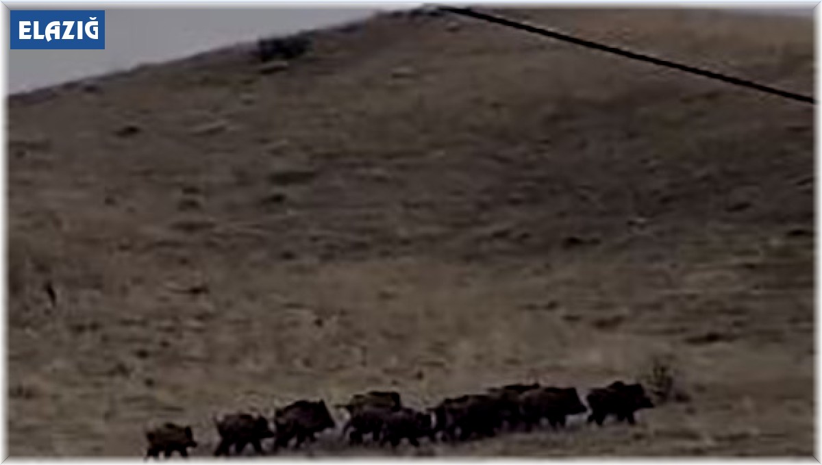 Elazığ'da yiyecek arayan domuz sürüsü görüntülendi