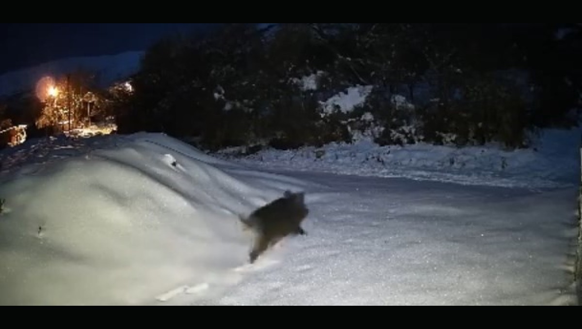 Elazığ'da yiyecek arayan domuz sürüsü köye indi