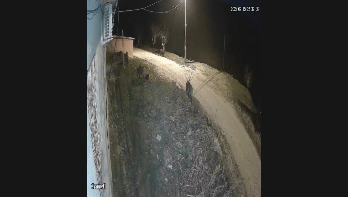 Elazığ'da yiyecek arayan domuz sürüsü köye indi