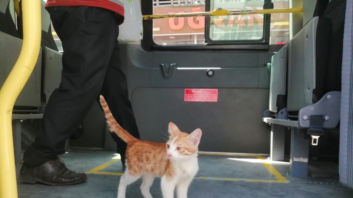Elazığ'da yolcu gibi minibüse binen kedi, çarşı merkezine kadar yolculuk yaptı
