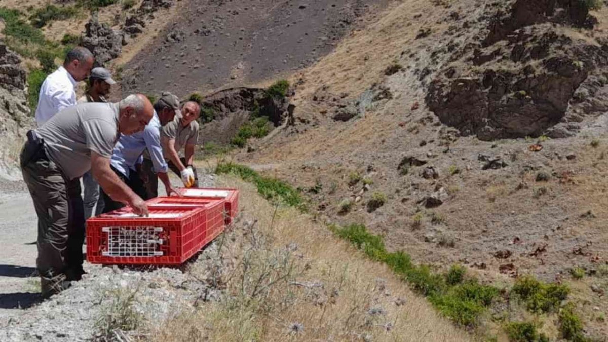 Elazığ'da yüzlerce keklik doğayla buluştu